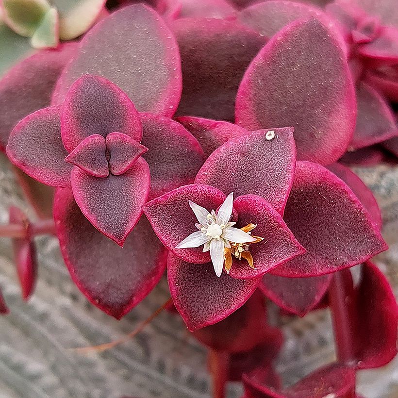 Crassula pellucida ssp. marginalis (Flowering)