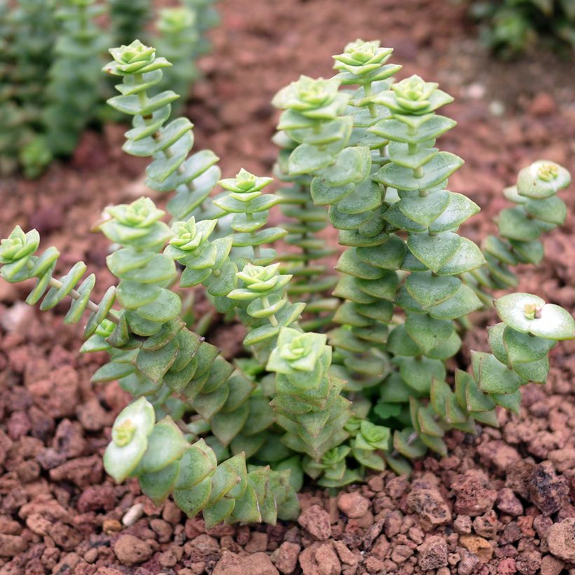 Crassula perforata (Port)