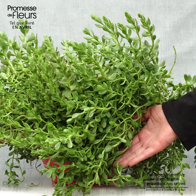 Spécimen de Crassula radicans Small Red - Carpette rouge Pot de 2L/3L tel que livré au printemps