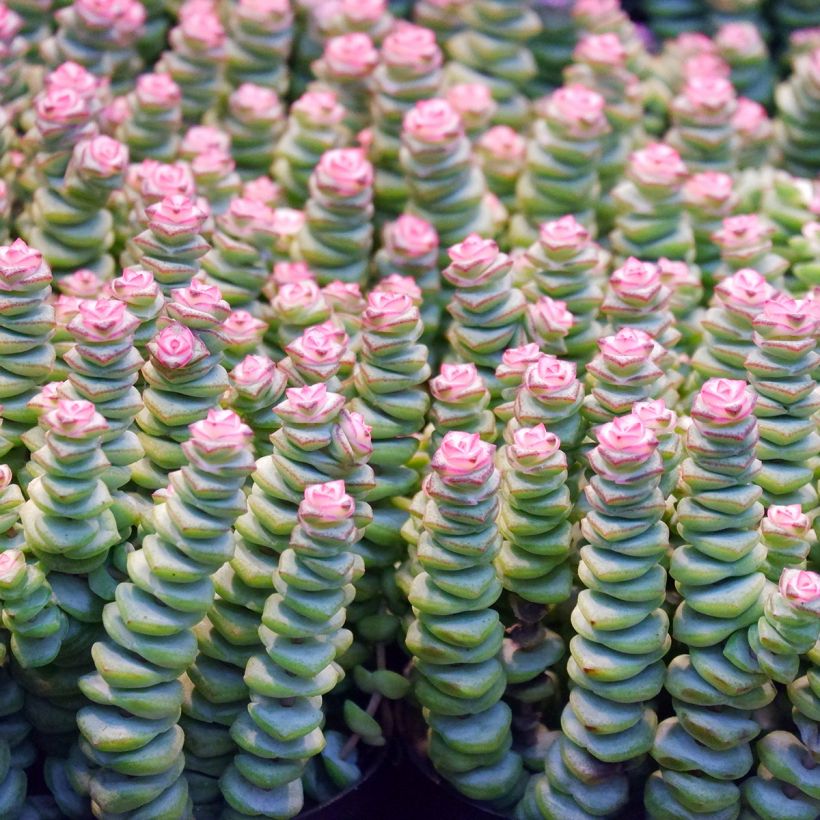 Crassula rupestris subsp. marnieriana (Feuillage)