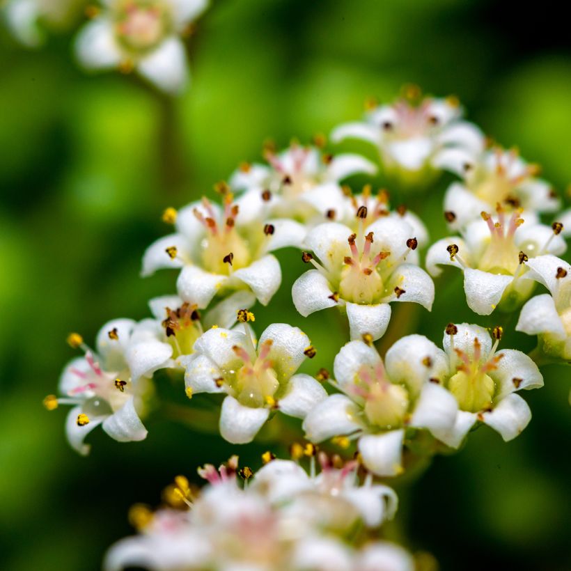 Crassula rupestris subsp. marnieriana (Floraison)