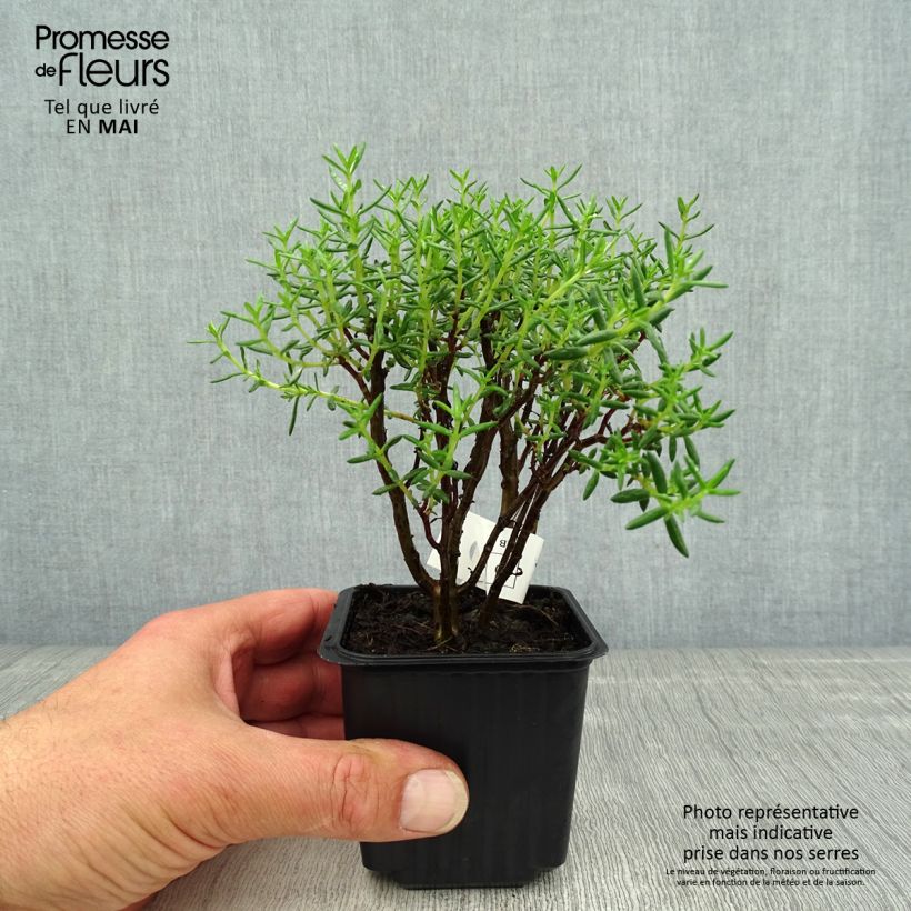 Example of Crassula sarcocaulis Godet de 8/9 cm as you get in printemps