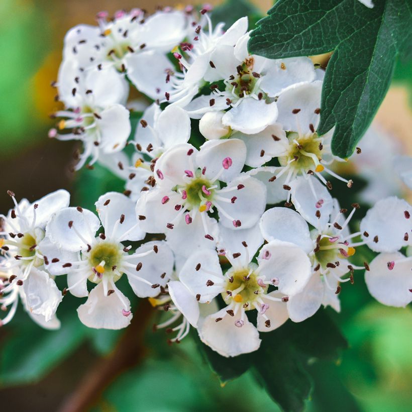 Crataegus azarolus - Azérolier (Flowering)