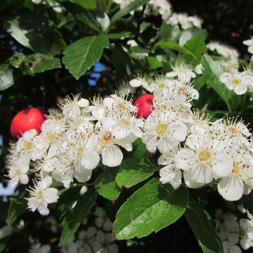 Crataegus grignonensis - Aubépine de Grignon (Flowering)