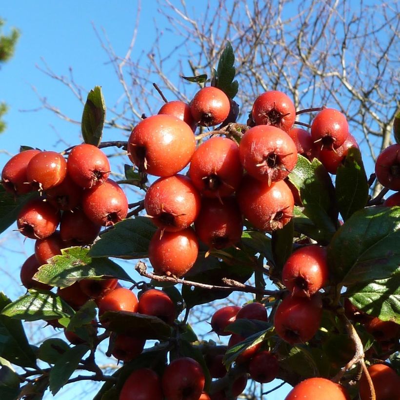 Crataegus grignonensis - Aubépine de Grignon (Harvest)