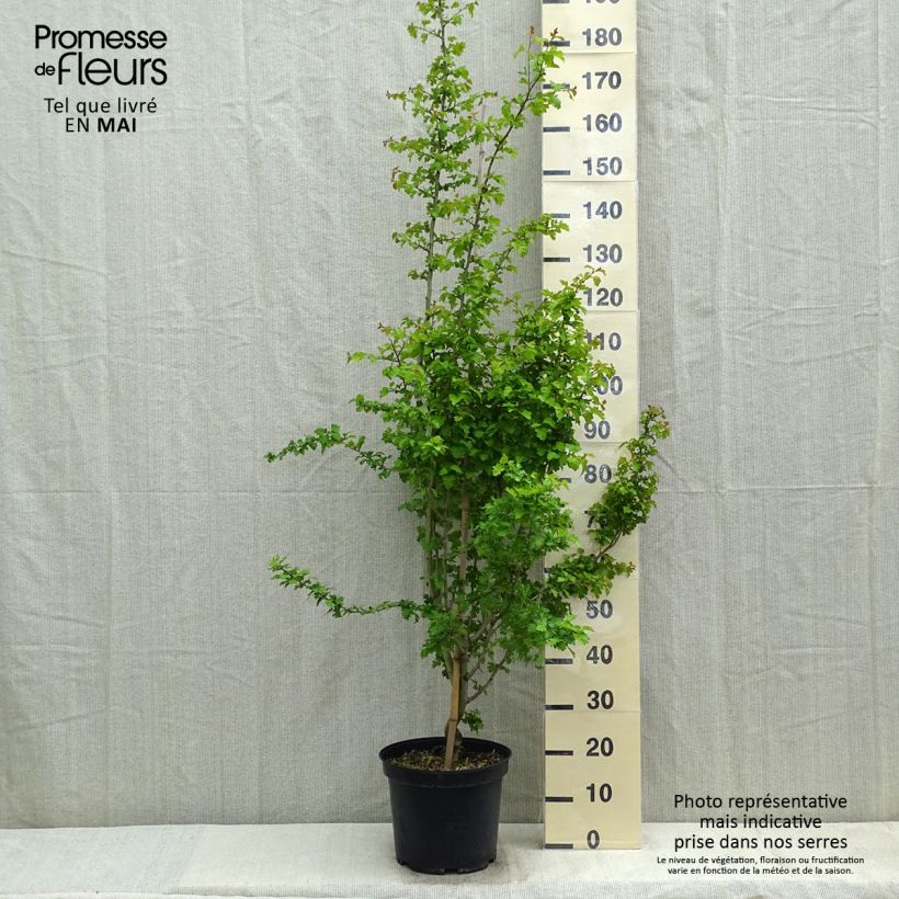 Example of Crataegus laevigata Rosea Flore Pleno - Aubépine Pot de 7,5L/10L as you get in printemps