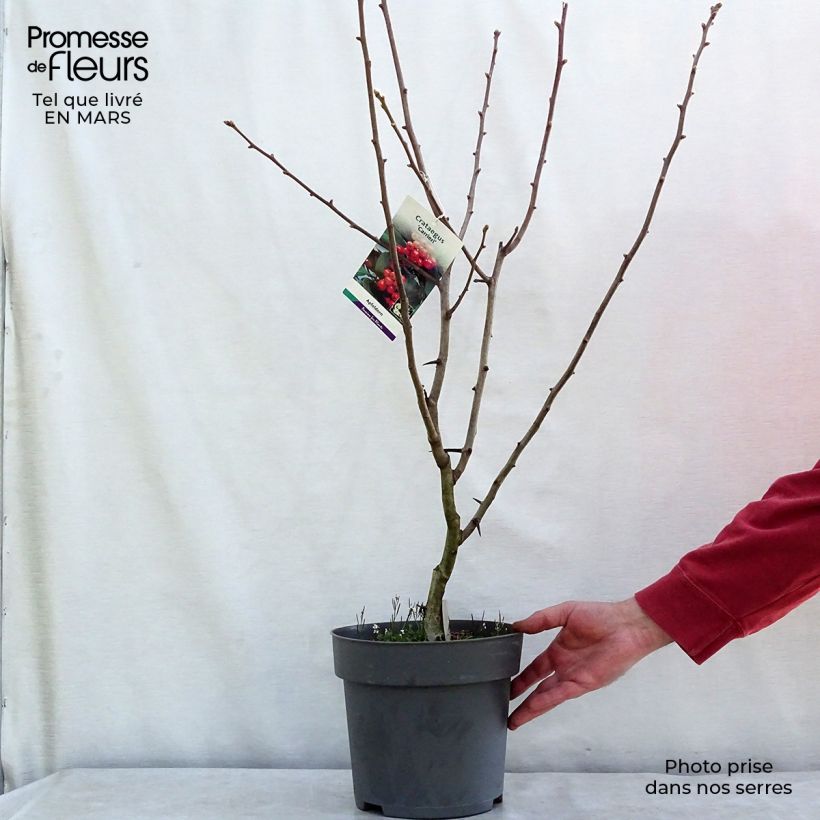 Spécimen de Crataegus lavallei Carrierei - Aubépine Pot de 3L/4L tel que livré au printemps
