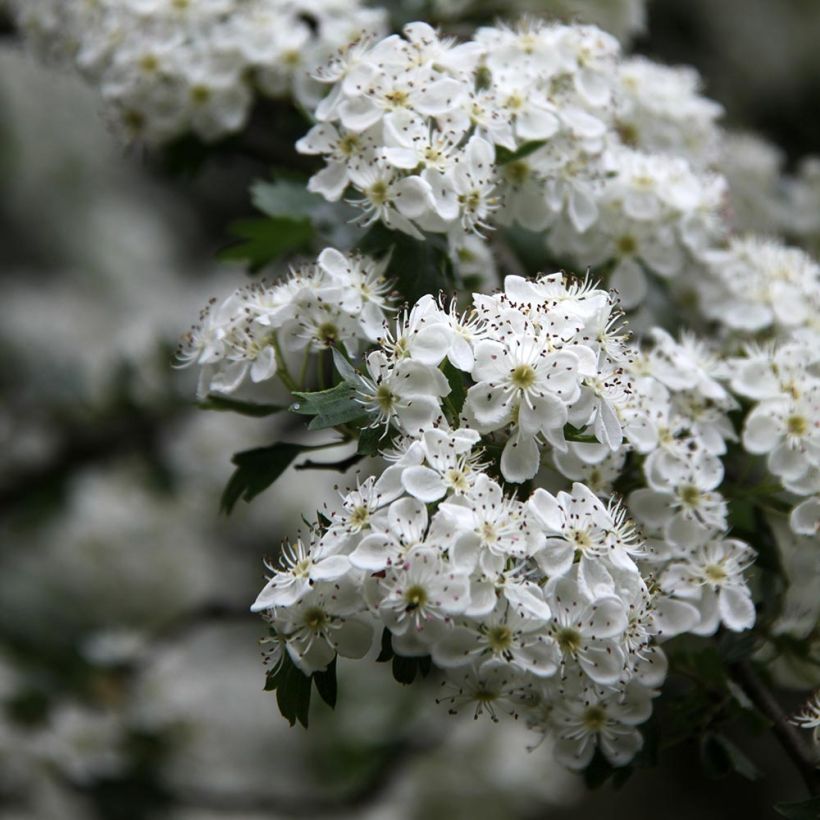 Crataegus monogyna Stricta - Aubépine (Flowering)