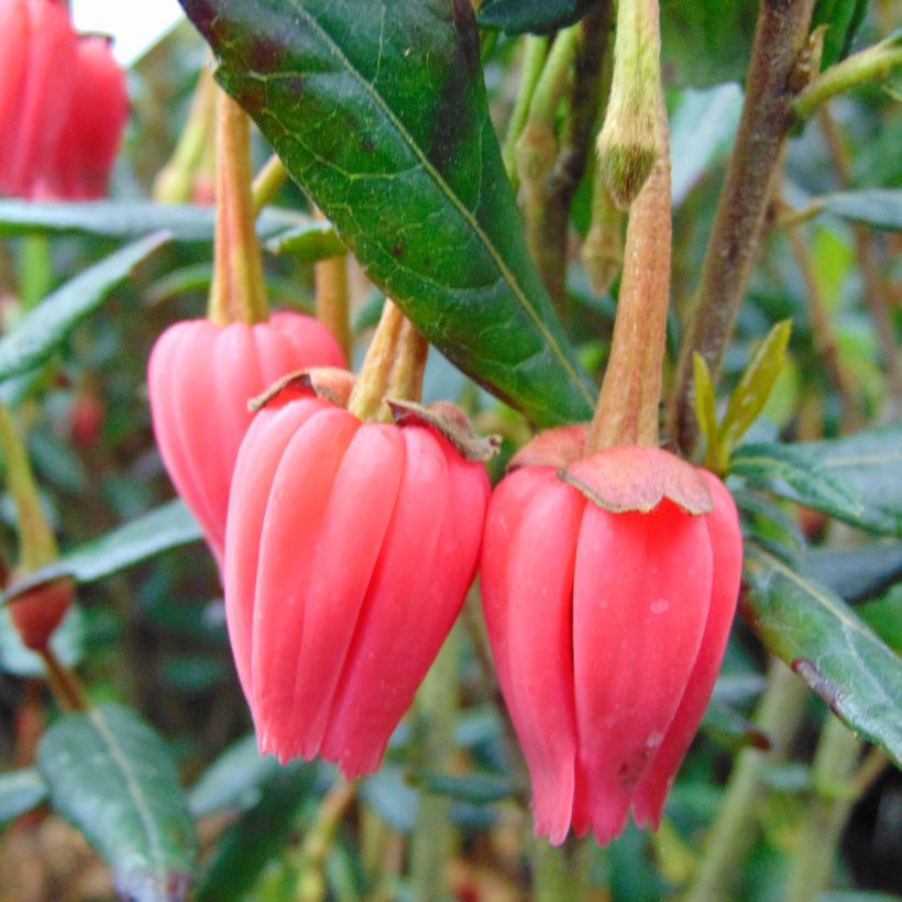 Crinodendron hookerianum - Arbre aux lanternes (Flowering)