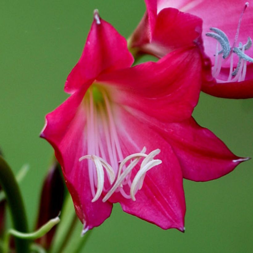 Crinum Ellen Bosanquet  (Flowering)