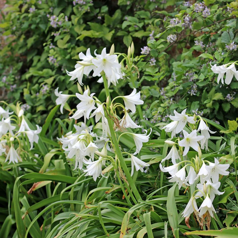 Crinum powellii Blanc (Plant habit)