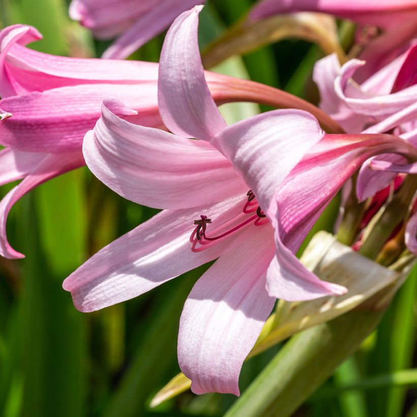 Crinum Powellii Rosea - Crinole de Powell Rose (Flowering)