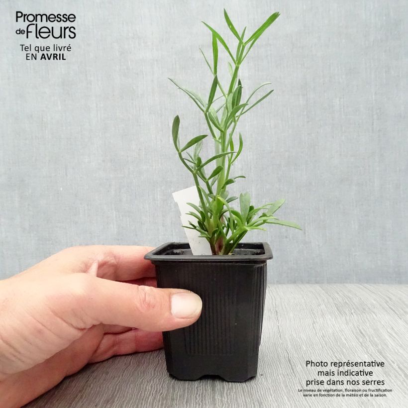 Example of Crithmum maritimum - Crithme maritime ou Criste marine Godet de 8/9 cm as you get in printemps