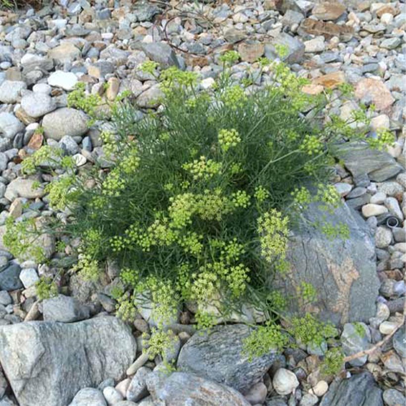Crithmum maritimum - Crithme maritime ou Criste marine (Plant habit)