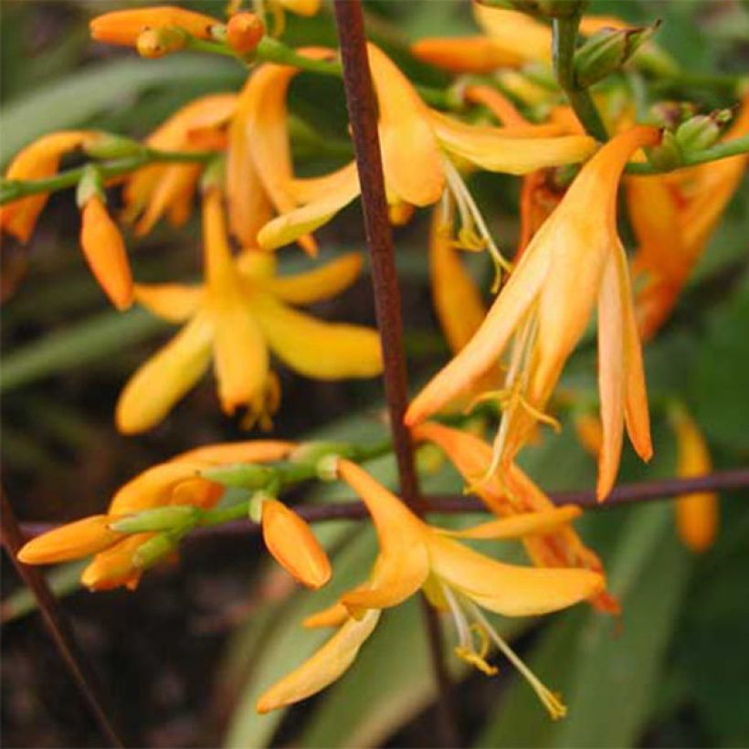 Crocosmia George Davison - Montbretia jaune orangé (Flowering)
