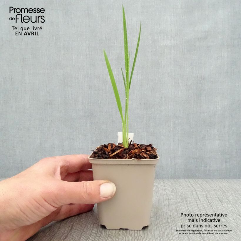 Example of Crocosmia Hellfire - Montbretia Godet de 8/9 cm as you get in printemps