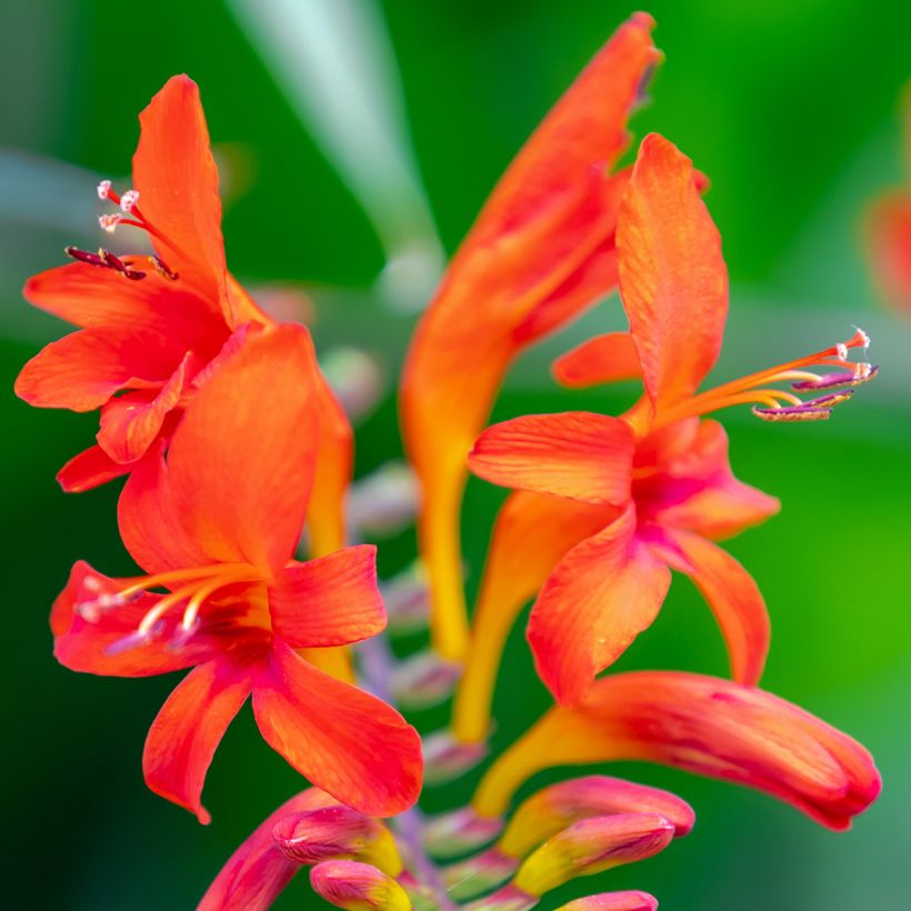 Crocosmia Lucifer - Montbretia rouge écarlate (Flowering)