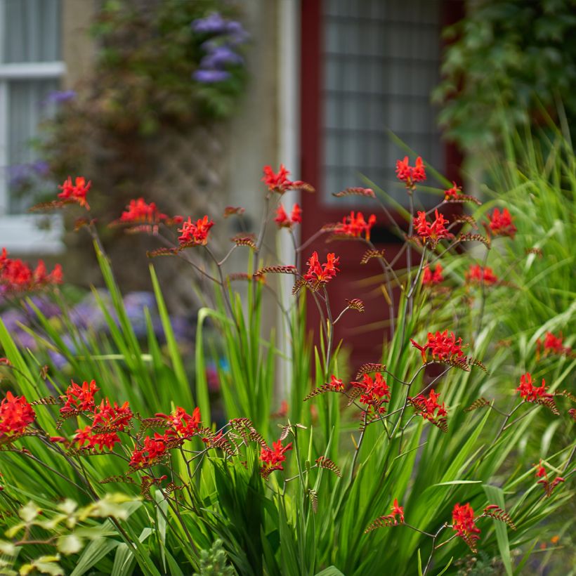 Crocosmia Lucifer - Montbretia rouge écarlate (Plant habit)