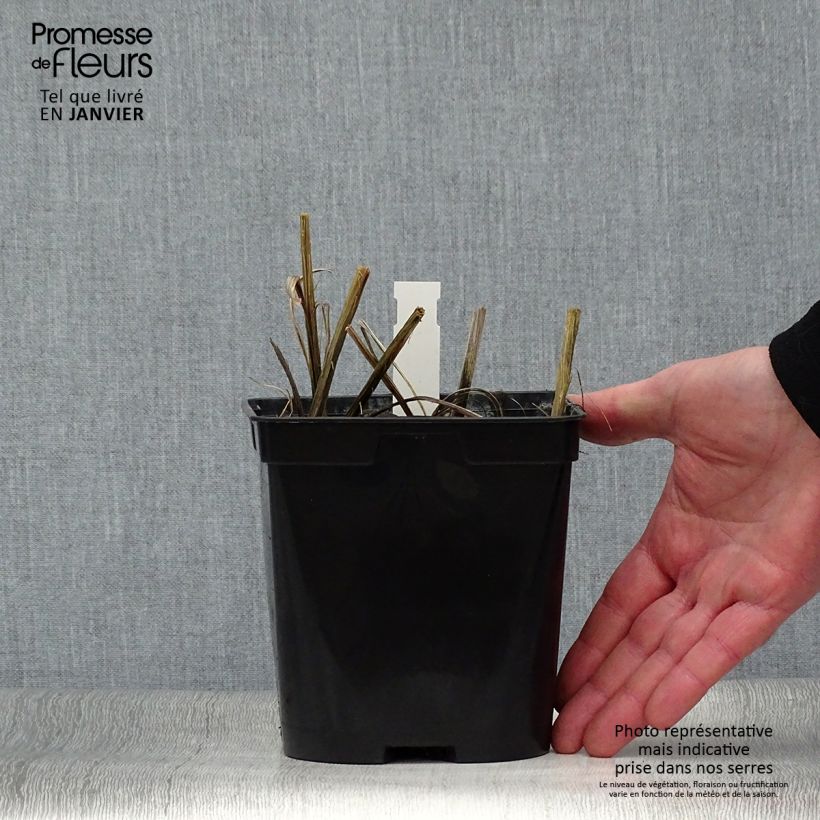 Example of Crocosmia hybride Star of the East - Montbretia Pot de 2L/3L as you get in hiver