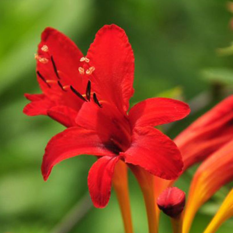 Crocosmia masoniorum -  Montbretia orange vif (Flowering)