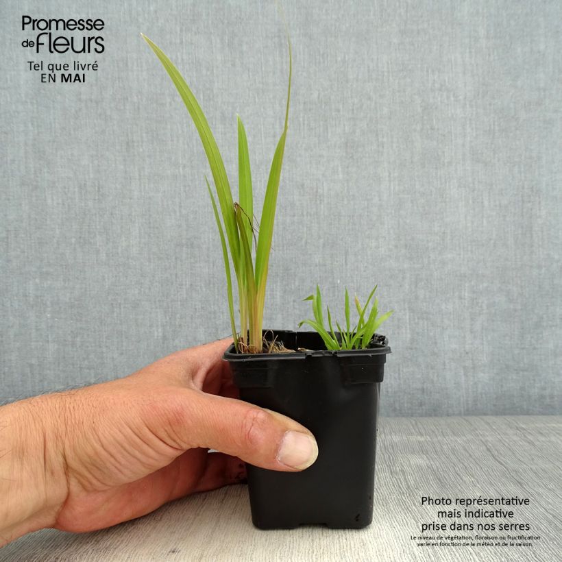 Example of Crocosmia ou montbretia crocosmiflora Emily McKenzie Godet de 7/8 cm as you get in printemps