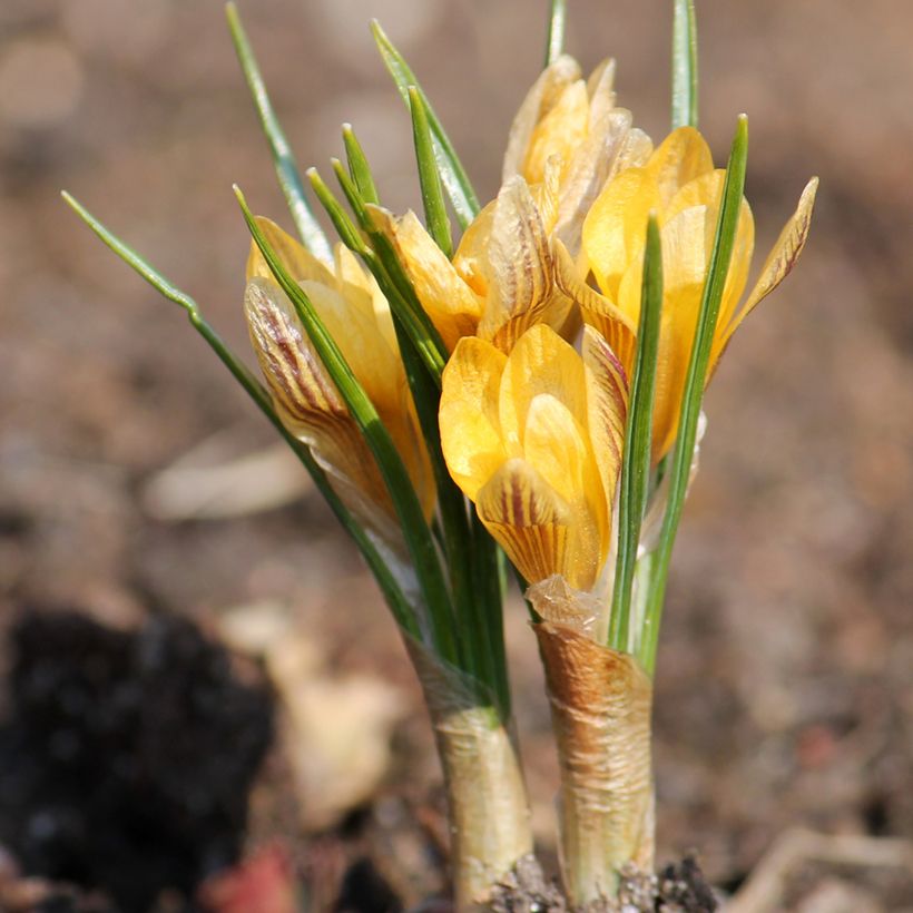 Crocus Stellaris (Plant habit)