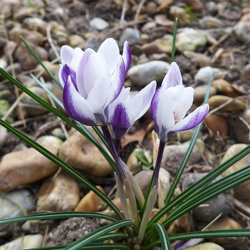 Crocus chrysanthus Ladykiller  (Flowering)