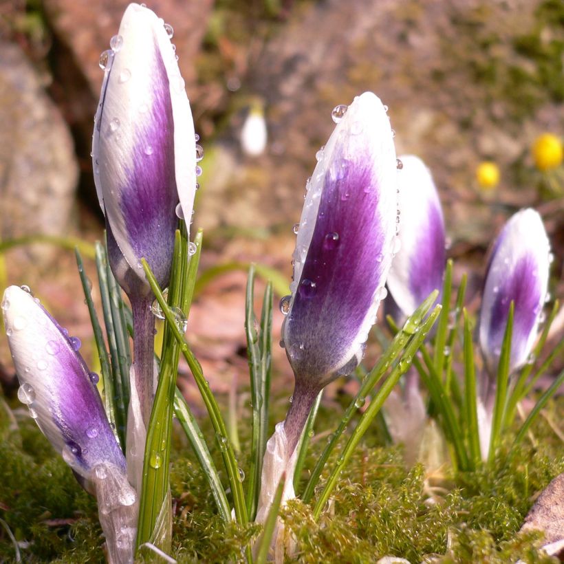 Crocus chrysanthus Ladykiller  (Plant habit)