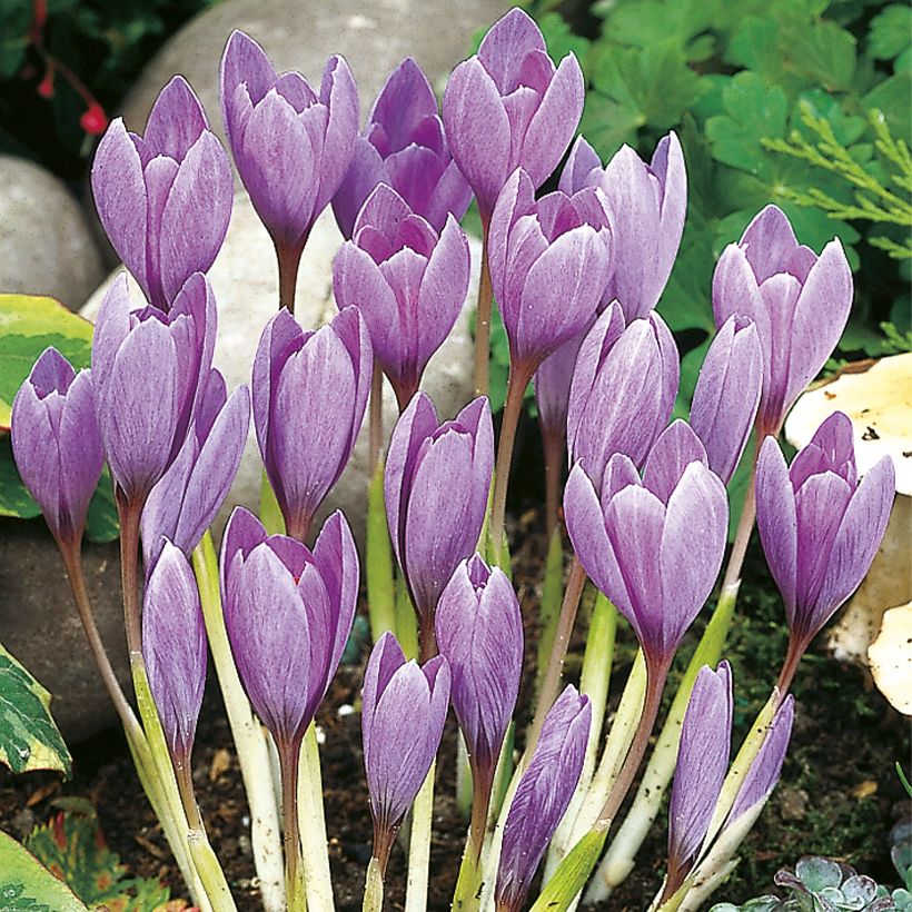 Crocus ligusticus - Crocus d'automne (Plant habit)