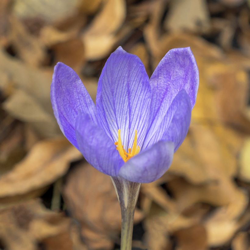 Crocus ligusticus - Crocus d'automne (Flowering)