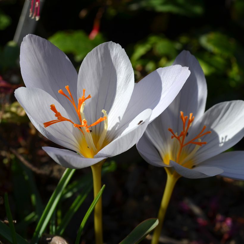 Crocus pulchellus Zephyr - Crocus d'automne (Flowering)
