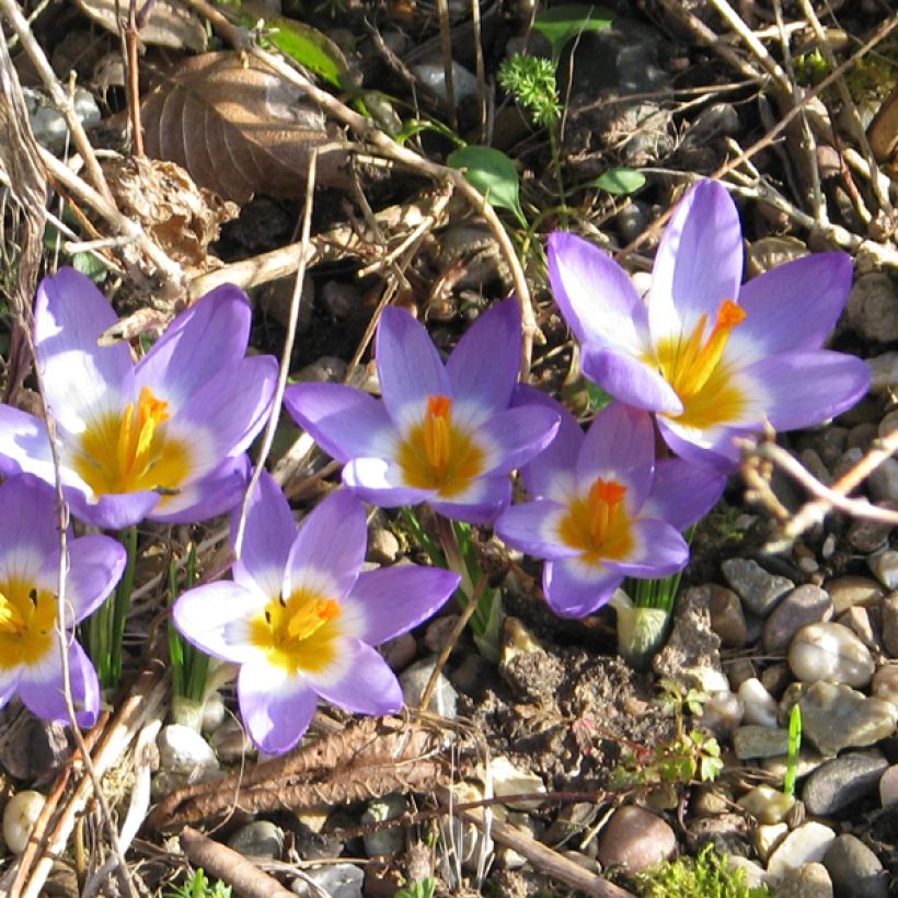 Crocus sieberi Tricolor (Floraison)