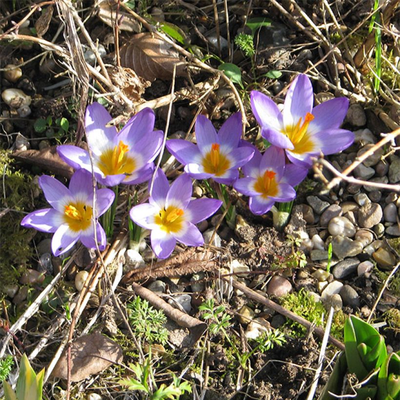 Crocus sieberi Tricolor (Port)