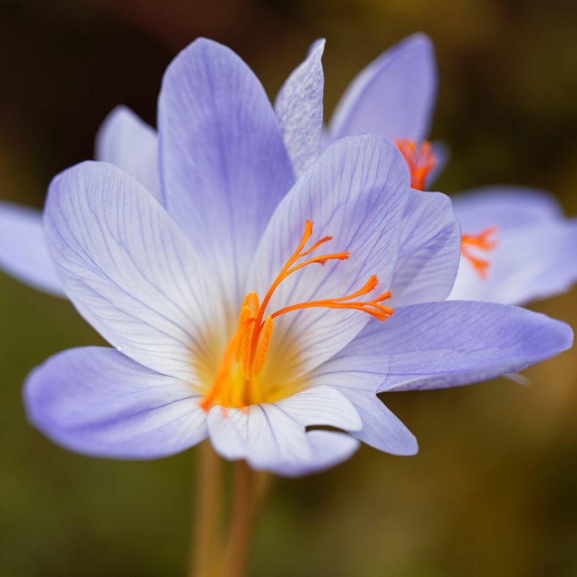 Crocus speciosus Aitchisonii - Crocus d'automne (Flowering)