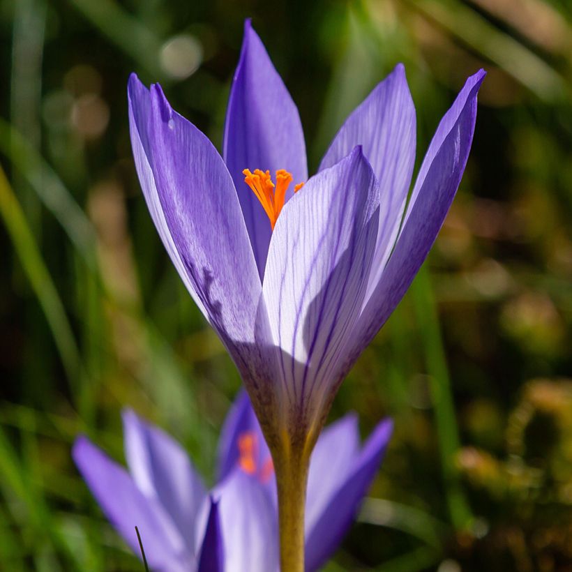Crocus speciosus Artabir - Crocus d'automne (Flowering)