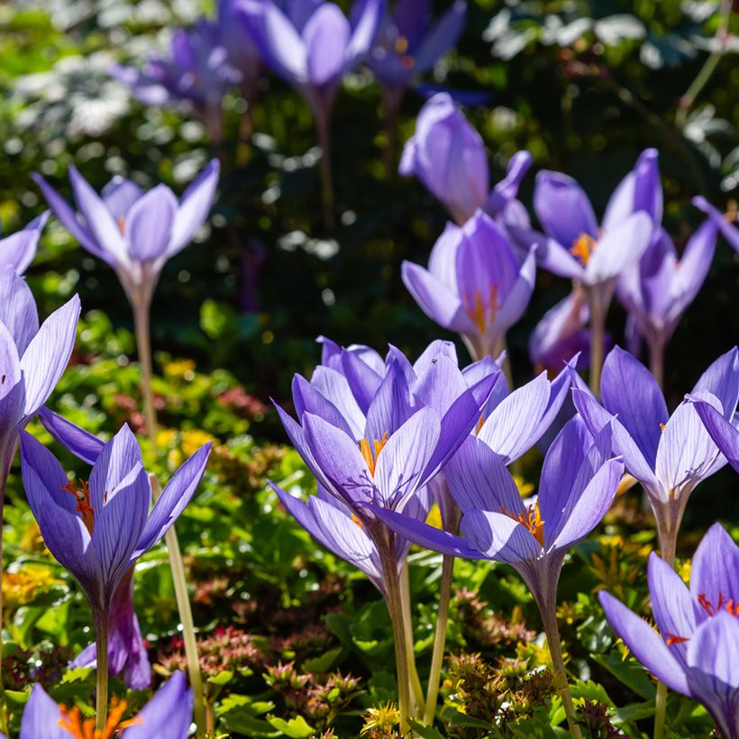 Crocus speciosus Artabir - Crocus d'automne (Plant habit)