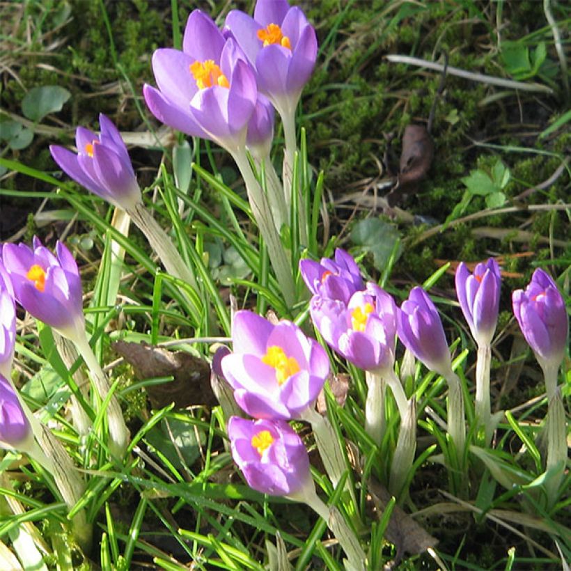 Crocus tommasinianus Barr's Purple (Flowering)