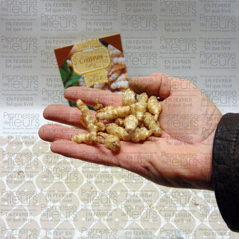 Exemple de spécimen de Crosne - Crosne du Japon 50 grammes Boîte tel que livré