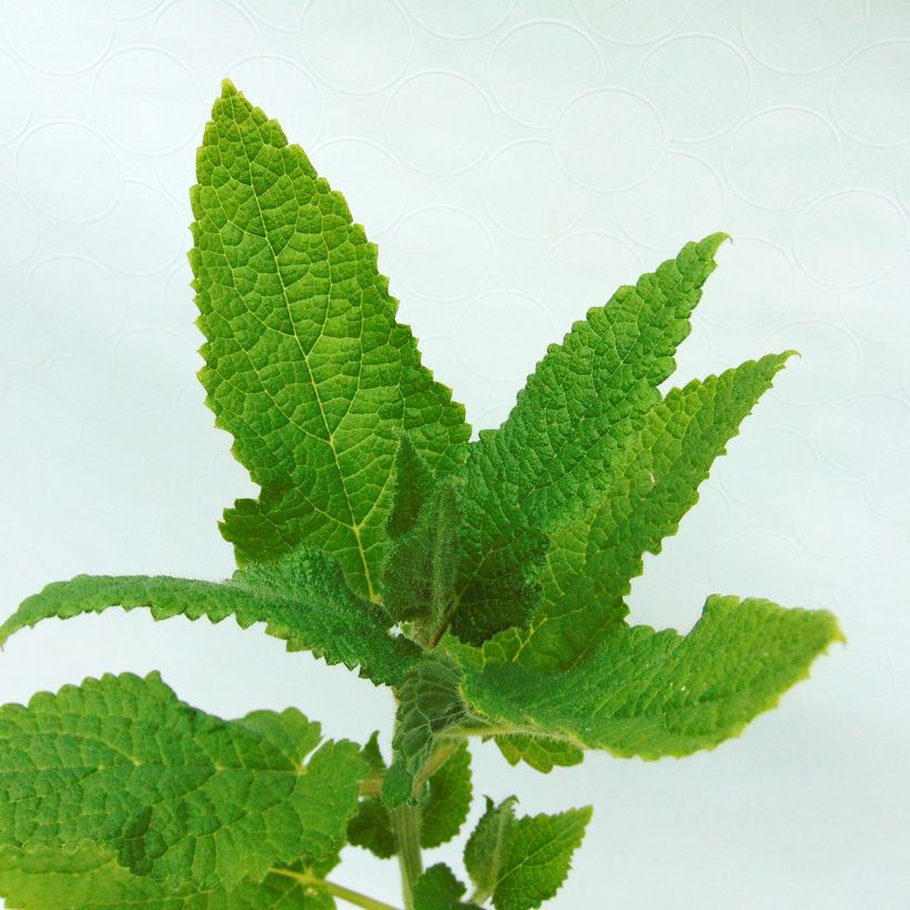 Crosnes - Crosne du Japon BIO - godet (Foliage)