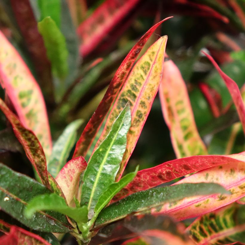 Croton variegatum Excurrens - Codiaeum (Foliage)