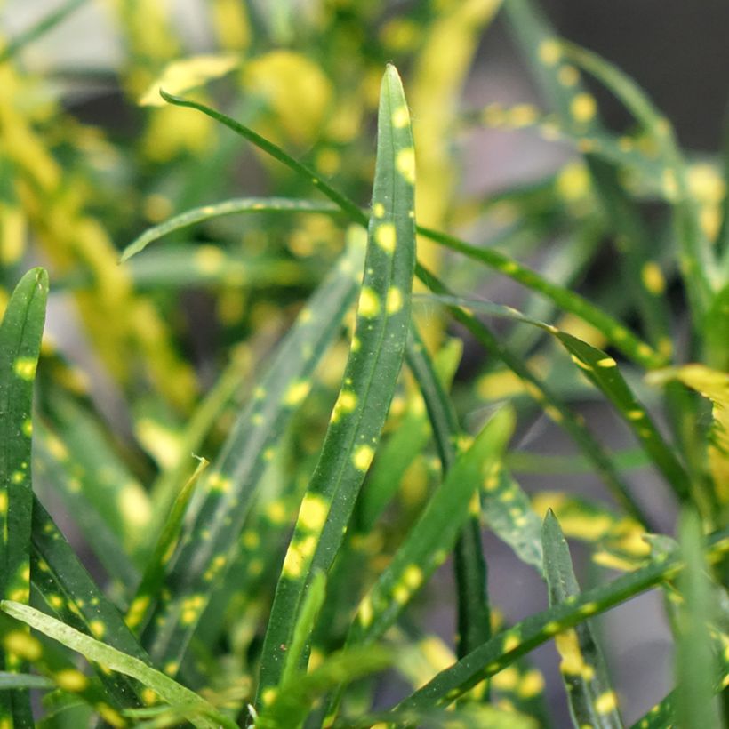 Croton Pictum - Codiaeum (Foliage)