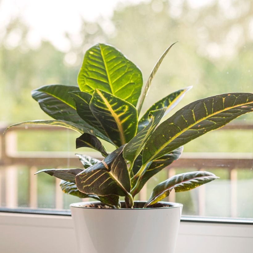 Croton Moar Yellow - Codiaeum (Plant habit)