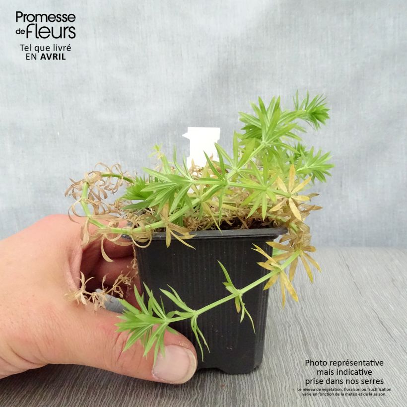 Spécimen de Crucianelle - Phuopsis stylosa Godet de 8/9 cm tel que livré au printemps