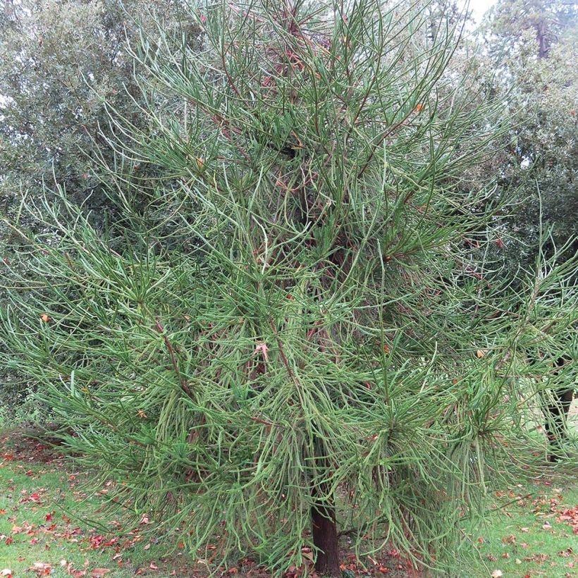Cryptomeria japonica Araucarioides - Cèdre du Japon  (Plant habit)