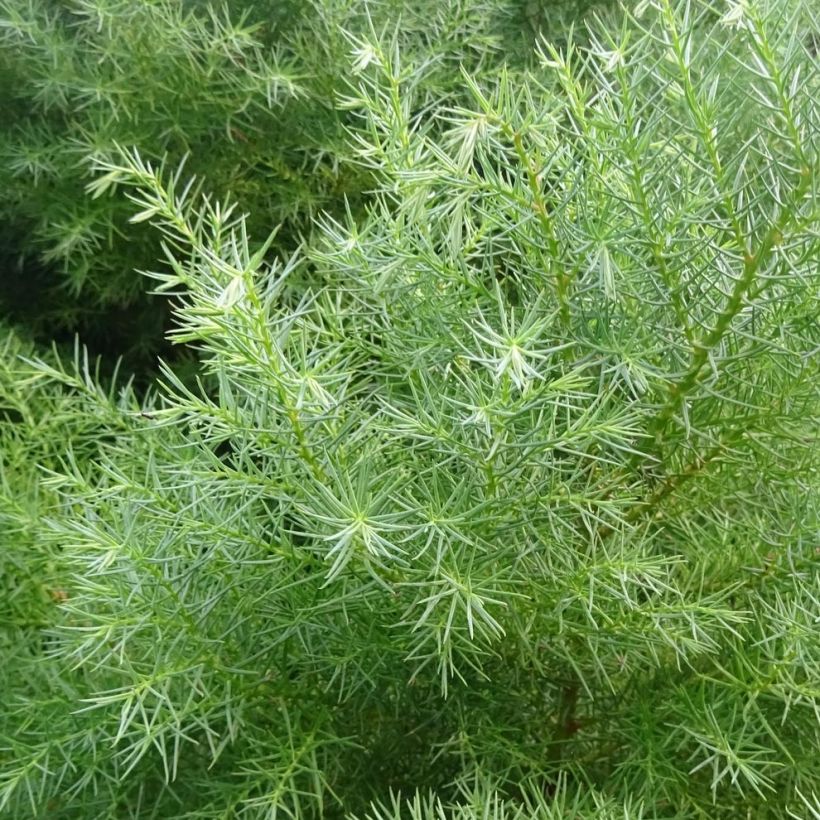 Cryptomeria japonica Elegans - Cèdre du Japon (Foliage)