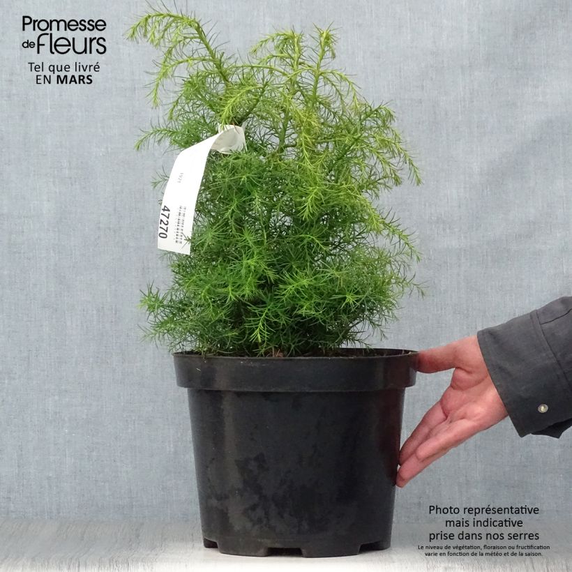 Example of Cryptomeria japonica Elegans Viridis Pot de 7,5L/10L as you get in printemps