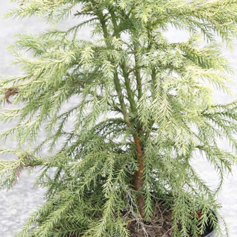 Cryptomeria japonica Sekkan Sugi (Foliage)