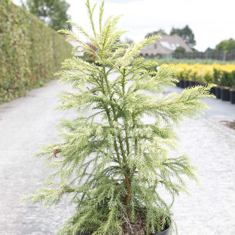 Cryptomeria japonica Sekkan Sugi (Plant habit)