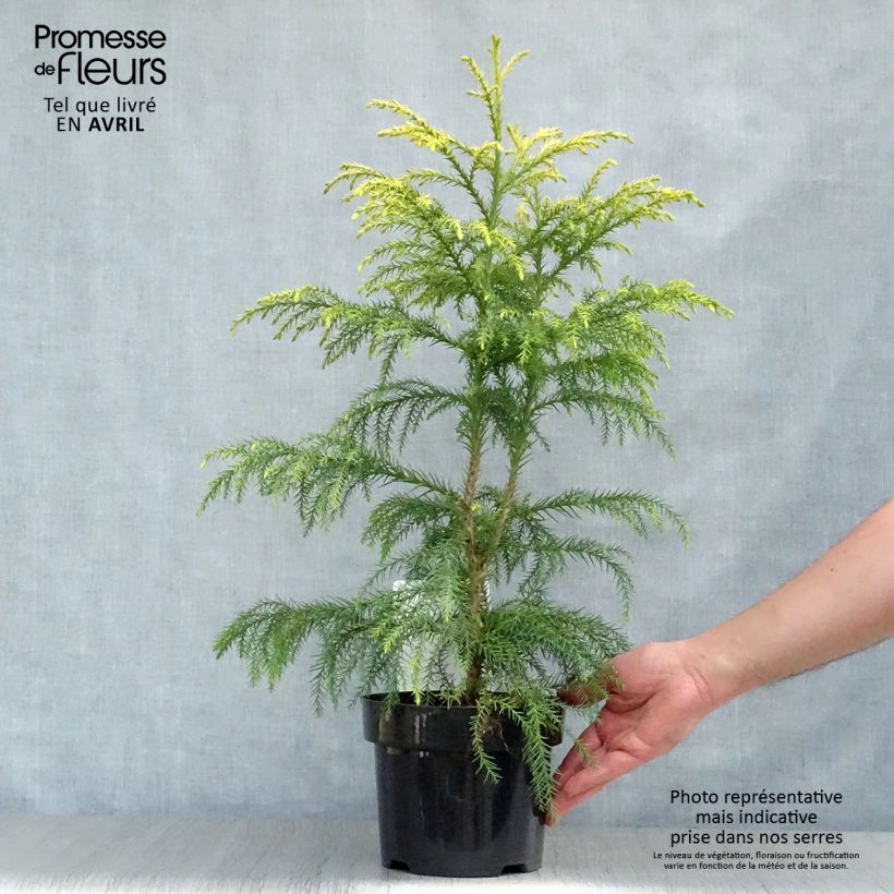 Example of Cryptomeria japonica Sekkan Sugi Pot de 2L/3L as you get in printemps