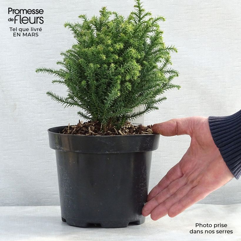 Example of Cryptomeria japonica Vilmorin Gold Pot de 2L/3L as you get in printemps